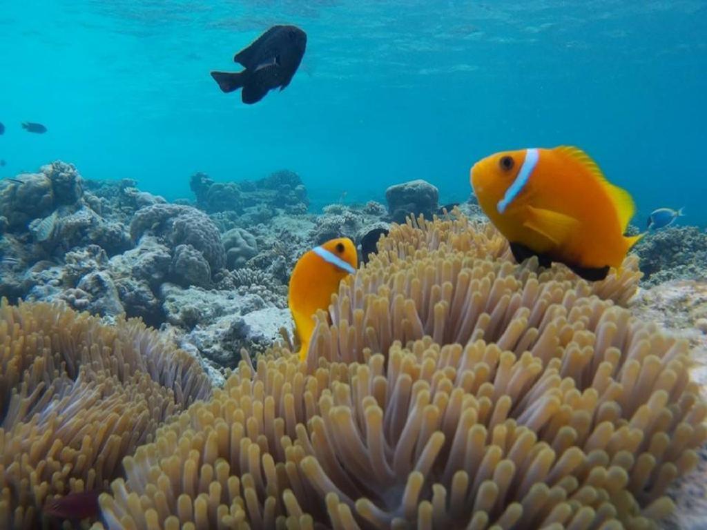 Ci-Ritorno View Hotell Maafushi Eksteriør bilde